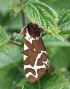 Garden Tiger moth